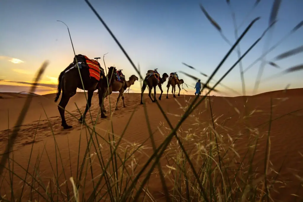 camel-ride-in-sahara-desert